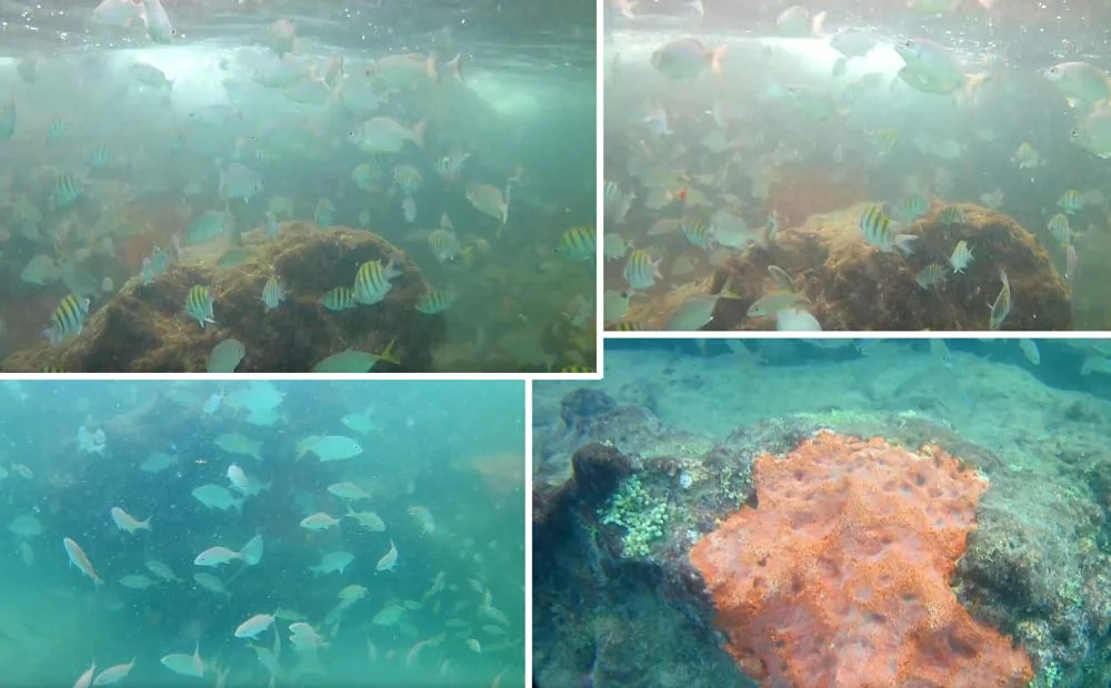 The Fish At Red Reef Park
