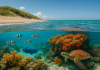 Red Reef Park: How Bureaucrats Buried America’s Best Snorkeling Reef in Sand Red Reef before destruction.